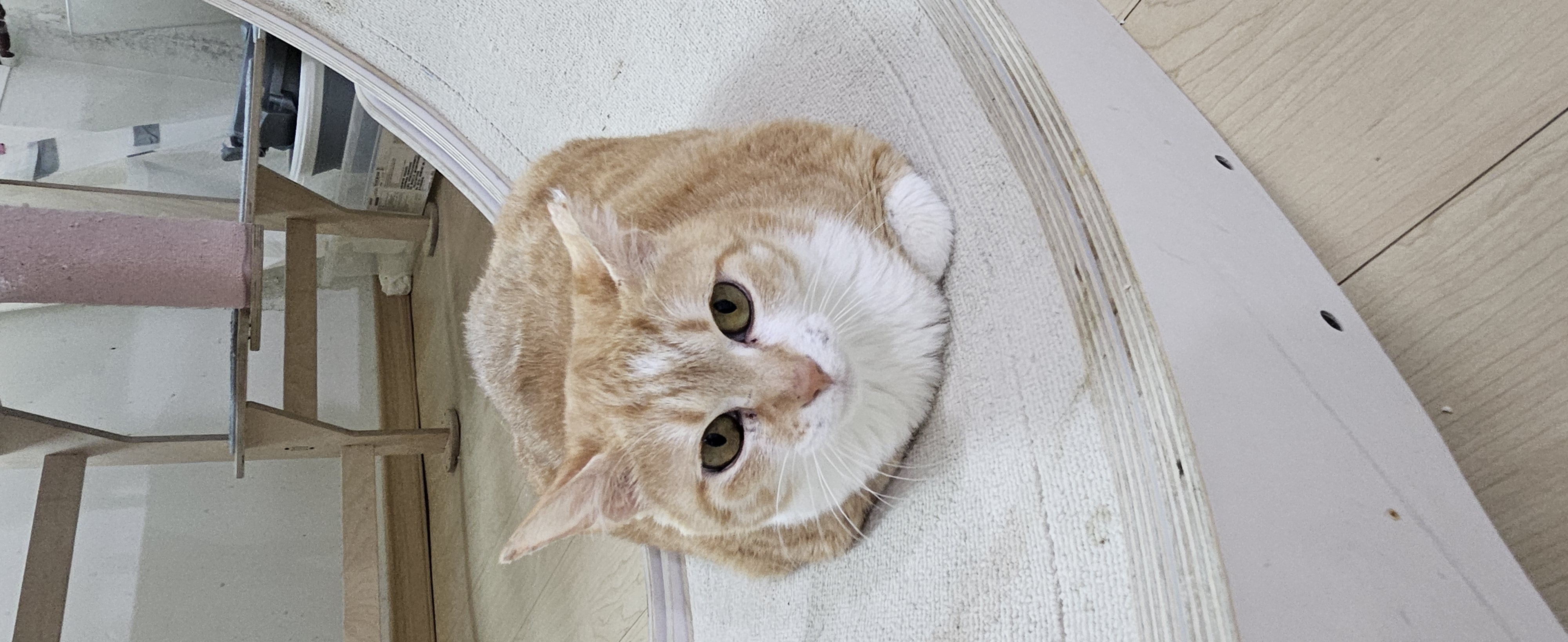 꽃님이